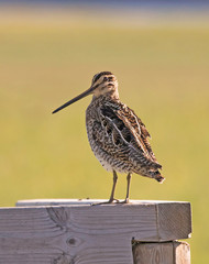 The common snipe (Gallinago gallinago).