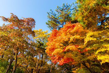 The red, yellow, orange and green color of the autumn leaves with the blue sky in the sunny day.