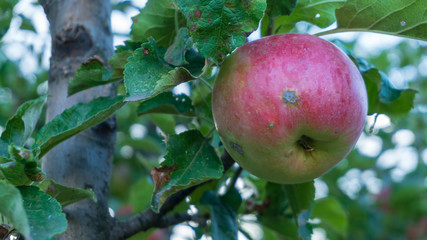 apple on a branch closeup