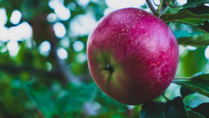 apple on a branch closeup