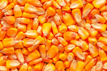 Corn seed kernels heap