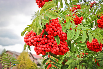 Bunches of ripe red-orange rowan berries. Autumn time.