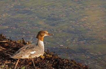 The common merganser (North American) or goosander (Eurasian) (Mergus merganser).