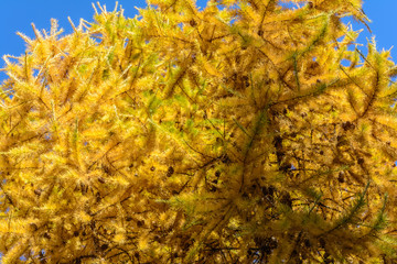 Early autumn in the forest