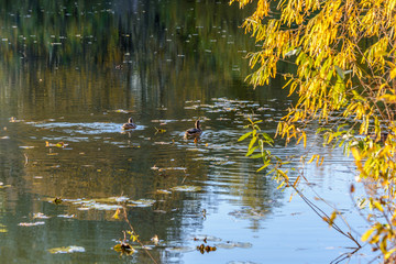 Wild Duck