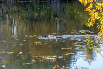 Wild Duck