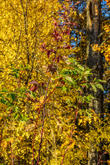 Obraz premium Early autumn in the forest