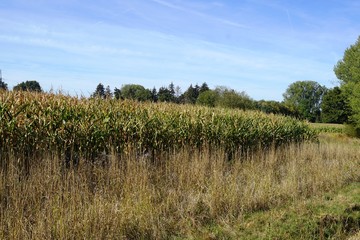 Obraz premium landscape with trees