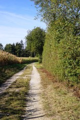 Fototapeta na wymiar path in the park