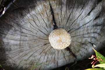 mushroom on a stumpf