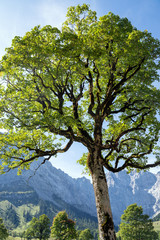 Ahornbaum in einem Tal in Österreich