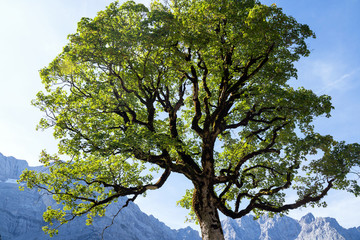 Krone eines Ahornbaumes im Karwendelgebirge