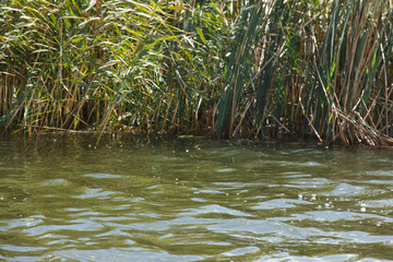 The reeds in the autumn lake of September  