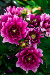 Obraz premium flores en jardin botánico de Oslo