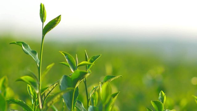 Fresh green tea leaves in a tea plantation at morning sunlight.