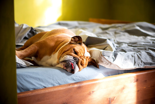 The dog sleeps on the master bed. The English Bulldog is sleeping sweetly on the bed, waiting for the owner. Cozy sunny photo with a dog.