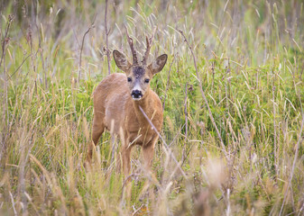 Deer buck in the wild