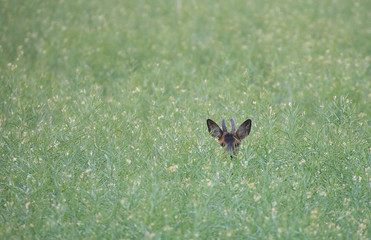 Deer buck in the wild