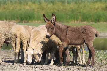 Baby donkey and a flock of sheep in the pasture