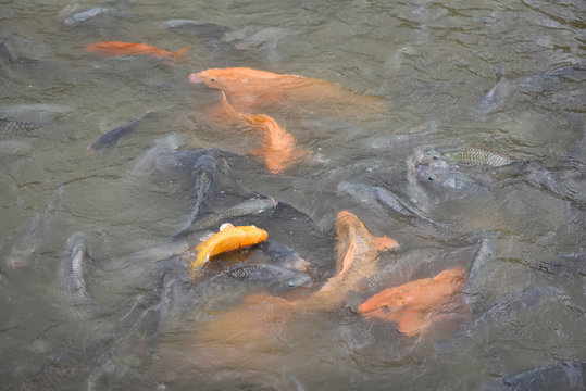 Freshwater fish farm - Golden carp fish tilapia or orange carp and catfish eating from feeding food on water surface ponds