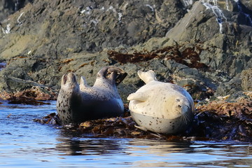 Couple of seals ( spotted seal, largha seal, Phoca largha) laying on coastal rocks. Seal sanctuary. Calm blue sea, wild marine mammals in natural habitat.