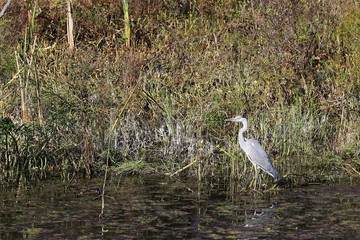 Grey heron Ardea cinerea in forest lake with calm reflecting water on grass background. Sunny day, calm water, hunting wild bird.