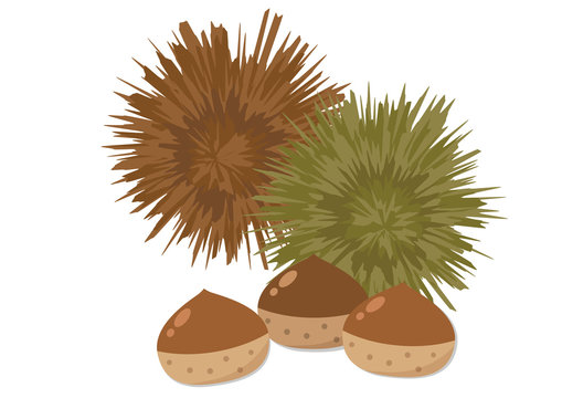 1 291 Best いがぐり Images Stock Photos Vectors Adobe Stock