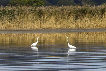 Great egret (Ardea alba) white herons in the wild standing in calm reflecting sea water. Sunny day, yellow autumn grass blurred background.