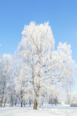 Beautiful city park with trees covered with hoarfrost. Sunny winter day with blue sky.