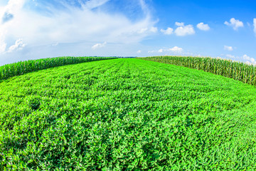 The fields of peanuts