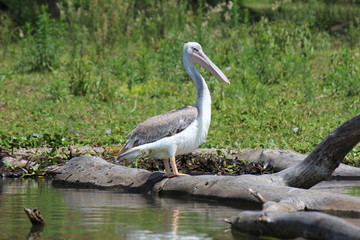 Africa, Naivasha