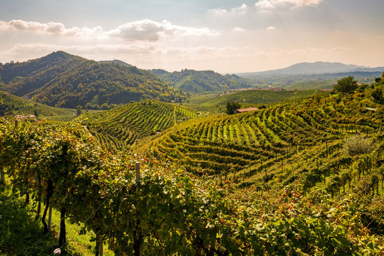 Vineyards in Valdobbiadene