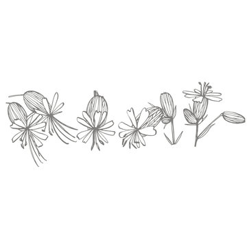 Bladder campion flowers. Set of drawing cornflowers, floral elements, hand drawn botanical illustration. Good for cosmetics, medicine, treating, aromatherapy, nursing, package design, field bouquet