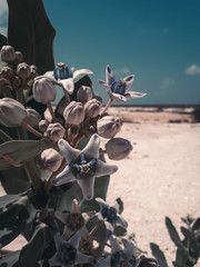 Fototapeta na wymiar cactus in desert