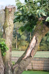 Mein Freund der Baum