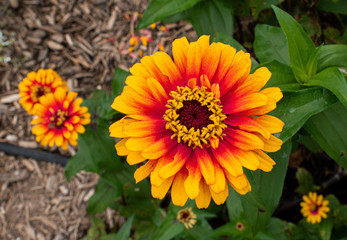 Marigold