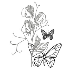 Sweet pea flowers drawing and sketch with line-art on white backgrounds. Floral pattern with flowers of sweet peas. Elegant the template for fabric, paper, postcard. Butterfly
