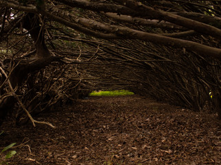 Fototapeta premium Bush Tunnel