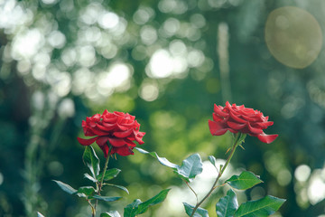 two rose flowers in sunny park with light of glare on picture and unfocused natural bokeh background