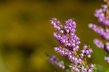 Delicate petals of wild flower heather