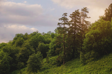 Obraz premium Landscape with pine forests in the mountains slope in summer on sunset