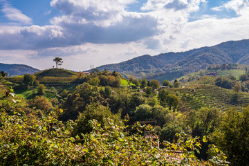 Vineyards in Valdobbiadene