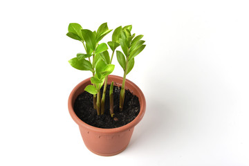 Houseplant Zamioculcas in a pot isolated on white background. Young growth.