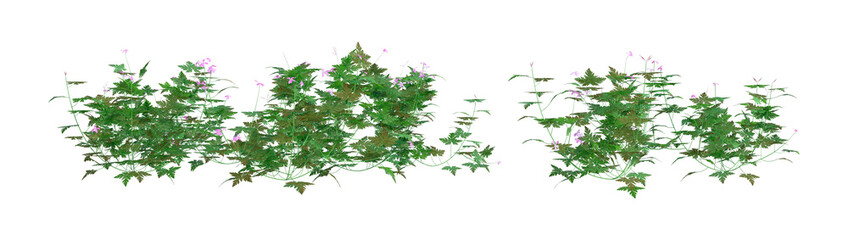 3D Rendering Herb Robert Plant on White