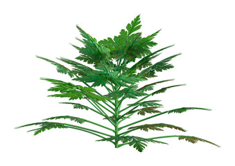 Fototapeta premium 3D Rendering Herb Robert Plant on White