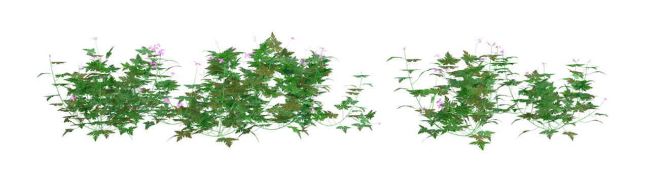 3D Rendering Herb Robert Plant On White