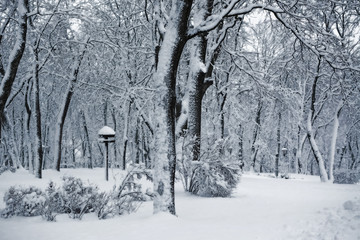 Trees, bushes and bird feeder in a winter park after snowfall. Seasonal landscape