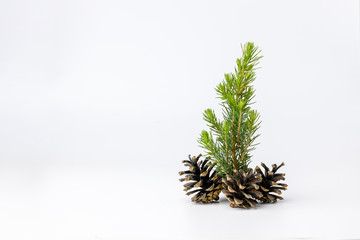Pine Cones and needles on a white background. Christmas decor.