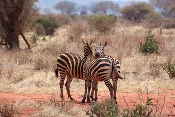 Fototapeta na wymiar africa safari 