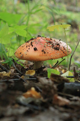 mushrooms in the forest after rain